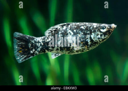 Giant sailfin molly, vela-fin molly, rosso sailfin molly, Yucatan Molly (Poecilia velifera), razza Dalamtina Foto Stock