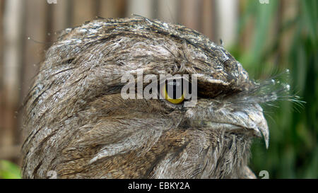 Bruno frogmouth (Podargus strigoides), ritratto Foto Stock