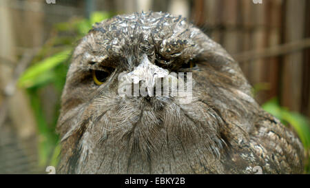 Bruno frogmouth (Podargus strigoides), ritratto Foto Stock