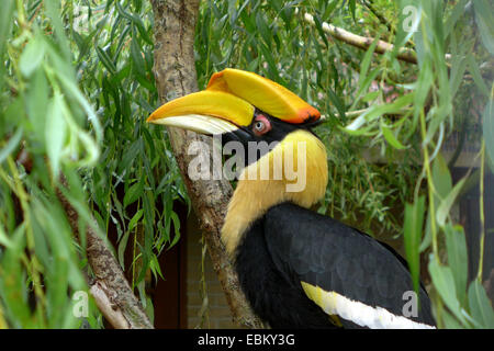 Great Indian hornbill, rinoceronte Hornbill (Buceros simum), ritratto Foto Stock