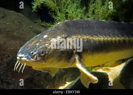 Storione russo (Acipenser gueldenstaedtii, Acipenser gueldenstaedti), ritratto Foto Stock