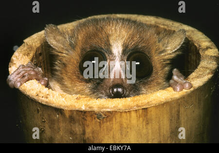 Red mouse-lemur, Marrone mouse-lemur, Russet mouse-lemur (Microcebus rufus), guardando fuori di una canna di bambù Foto Stock