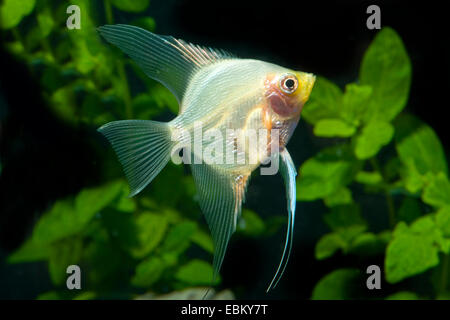 Ghost-Angel, Ghost Angel, freshwater angelfish, longfin pesci angelo, nero angelfish, scalare (Pterophyllum scalare), razza Ghost Foto Stock