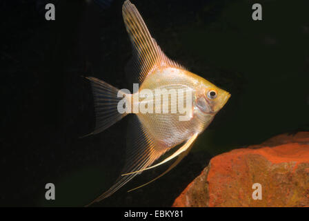 Freshwater angelfish, longfin pesci angelo, nero angelfish, scalare (Pterophyllum scalare), razza gold Foto Stock