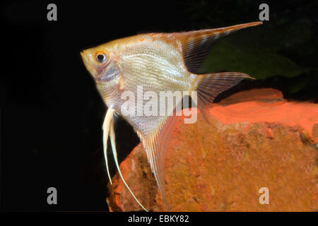 Freshwater angelfish, longfin pesci angelo, nero angelfish, scalare (Pterophyllum scalare), razza gold Foto Stock
