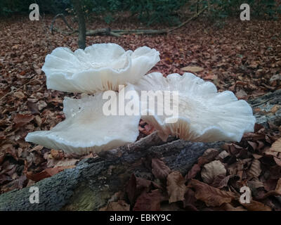 Giant piatto bianco di funghi crescente da un tronco di albero nella foresta Foto Stock