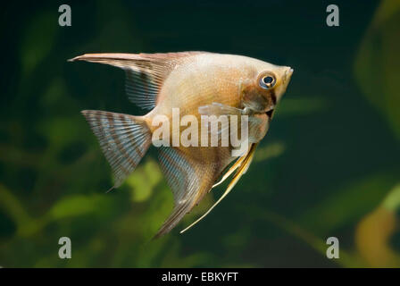 Freshwater angelfish, longfin pesci angelo, nero angelfish, scalare (Pterophyllum scalare), forma di allevamento Zebra, alettato normale Foto Stock