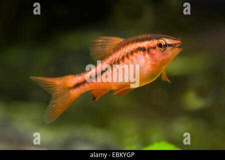 Cherry barb (Barbus titteya, Puntius titteya), nuoto Foto Stock