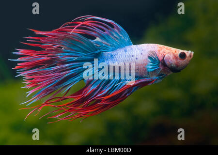 Siamese fighting fish, Siamese fighter (Betta splendens), Corona di razza multicolore di coda Foto Stock