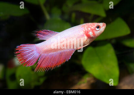 Siamese fighting fish, Siamese fighter (Betta splendens), razza Foto Stock