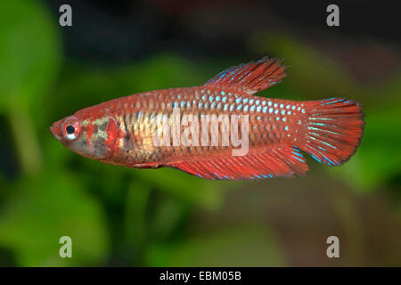 Siamese fighting fish, Siamese fighter (Betta splendens), razza Foto Stock