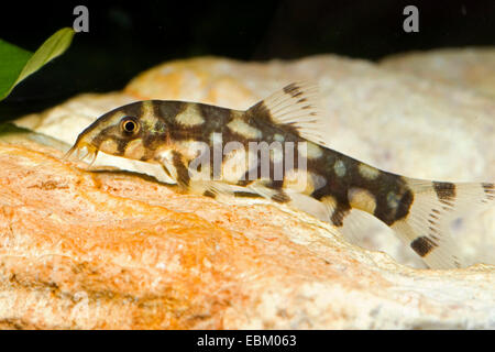 Kubotai loach (Botia kubotai), su una pietra sul terreno Foto Stock