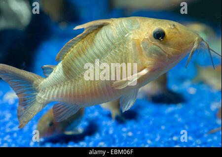 Hognosed catfish (Brochis multiradiatus), in acquario Foto Stock