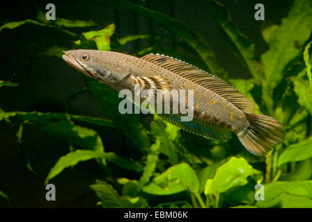 Snakehead (Channa pulchra), nuoto Foto Stock