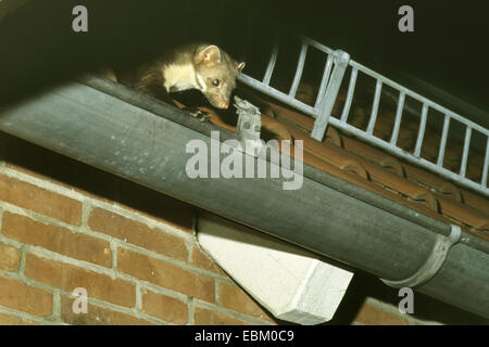 Faina, faina, petto bianco martora (Martes foina), arrampicata su una gronda del tetto Foto Stock