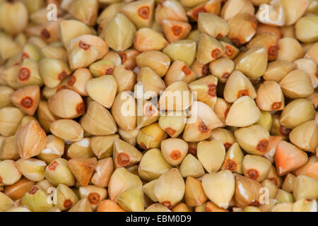 Il grano saraceno (Fagopyrum esculentum), semi Foto Stock