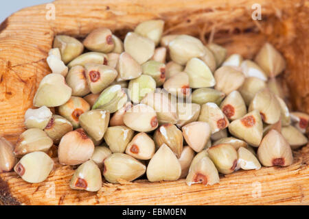 Il grano saraceno (Fagopyrum esculentum), semi su un cucchiaio di legno Foto Stock