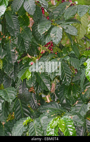 Arabian caffè (Coffea arabica), ciliegie di caffè su un ramoscello Foto Stock