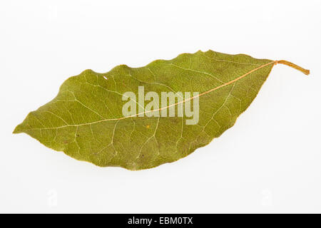 Dolce di bacche di alloro, bay tree, dolce bay (Laurus nobilis), foglie secche della baia di dolci Foto Stock