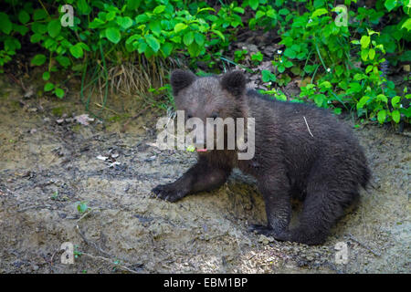 L'orso bruno (Ursus arctos), Zurigo, Tierpark Langenberg Foto Stock