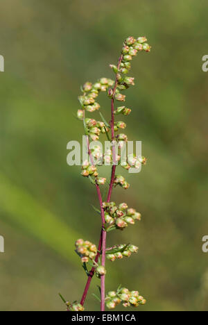 Campo southernwood (Artemisia campestris), fiori, Germania Foto Stock