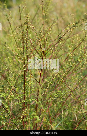 Campo southernwood (Artemisia campestris), Germania Foto Stock