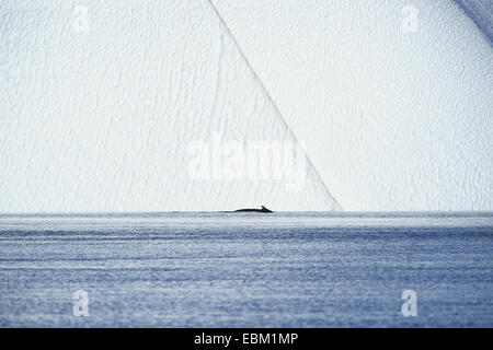 Humpback Whale (Megaptera novaeangliae), a fronte di un iceberg, Groenlandia, Ilulissat, Disko Bay Foto Stock