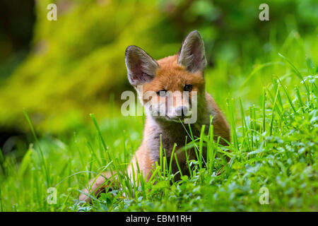 Red Fox (Vulpes vulpes vulpes), Fox cub seduta nel prato di montagna, Svizzera, Sankt Gallen Foto Stock