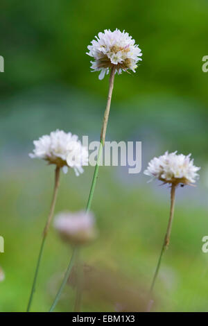 La parsimonia (Armeria arenaria), fioritura, Germania Foto Stock