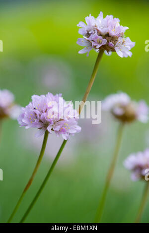 La parsimonia (Armeria arenaria), fioritura, Germania Foto Stock