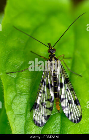 Comune (scorpionfly Panorpa communis), femmina seduto su una foglia, in Germania, in Baviera, Alta Baviera, Baviera superiore Foto Stock