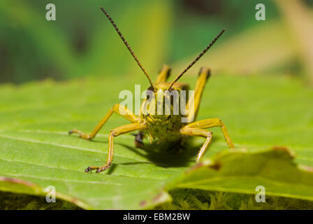 Vasta palude grasshopper (Mecostethus grossus, Stethophyma grossum), seduti su una foglia, Germania Foto Stock