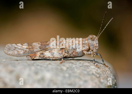 Grasshopper (Sphingonotus cf corsicus), maschio seduta su pietra, Francia, Corsica Foto Stock