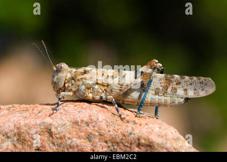 Grasshopper (Sphingonotus cf corsicus), femmina seduta su pietra, Francia, Corsica Foto Stock