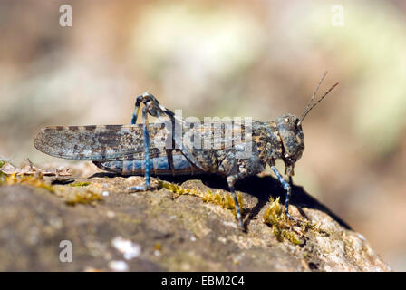 Grasshopper (Sphingonotus cf corsicus), femmina seduta su pietra, Francia, Corsica Foto Stock