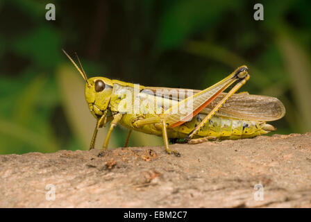 Vasta palude grasshopper (Mecostethus grossus, Stethophyma grossum), seduto su di una pietra, Germania Foto Stock
