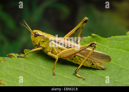 Vasta palude grasshopper (Mecostethus grossus, Stethophyma grossum), seduti su una foglia, Germania Foto Stock