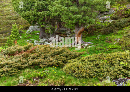 Il cembro, arolla pine (Pinus cembra), ginepri e swiss pini, Austria, Kaernten, Parco Nazionale Nockberge Foto Stock
