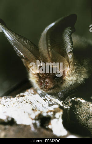 Brown long-eared bat, comune di lungo-eared bat (Plecotus auritus), ritratto, Germania Foto Stock
