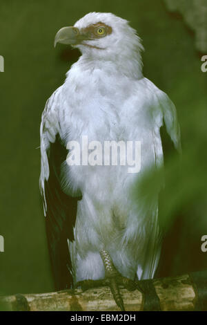 Palm-dado vulture (Gypohierax angolensis), seduto su un ramo Foto Stock