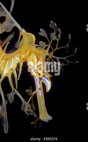 Frondose mare Dragon (Phycodurus eques), ritratto Foto Stock