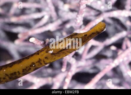 Straight-Nosed Pipefish, Straightnose pipefish (Nerophis ophidion), laterale verticale su un prato di alghe marine Foto Stock