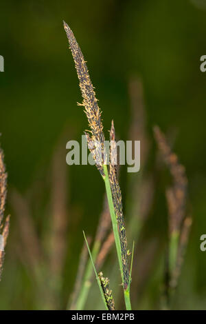 Tufted carici, tufted-carici, tussock sedge (Carex elata), infiorescenze, Germania Foto Stock