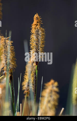 Tufted carici, tufted-carici, tussock sedge (Carex elata), maschio spikelets, Germania Foto Stock