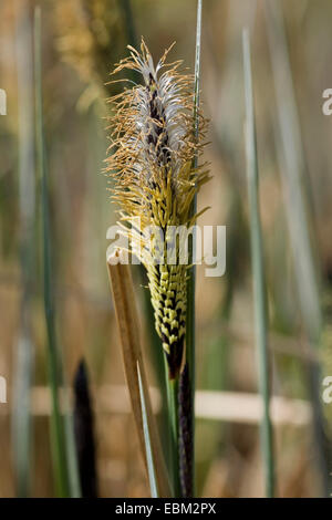 Tufted carici, tufted-carici, tussock sedge (Carex elata), maschio spikelet, Germania Foto Stock