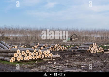 Il taglio dei pioppi, gru e registro woodpiles Foto Stock