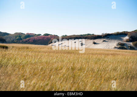 Le catture di luce le lamelle piegate nel punto lungo Marsh, Massachusetts, National Seashore, Cape Cod all'esterno. Foto Stock