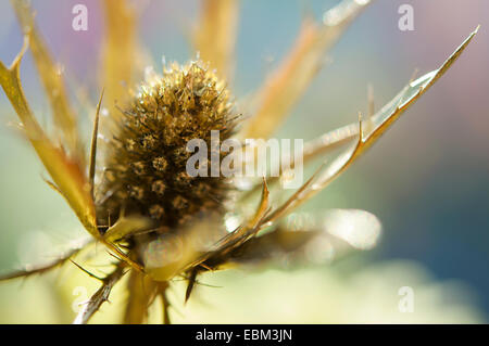 Oro spruzzato eringio (Eryngium) fiore di testa. Foto Stock