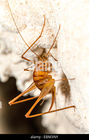 Grotta cricket, la Caverna dei Venti, Mulu, Malaysia Foto Stock