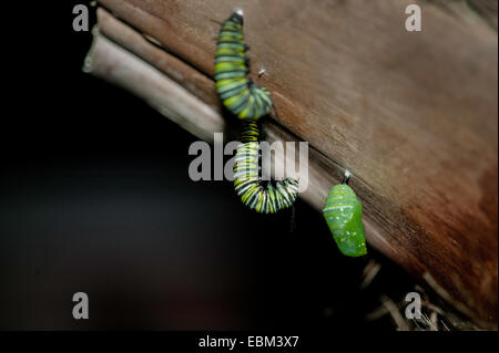 Farfalla monarca crisalide verde (pupa) attaccato con un pulsante di seta a Palm di corteccia di albero con due larva appeso in posizione j. Foto Stock